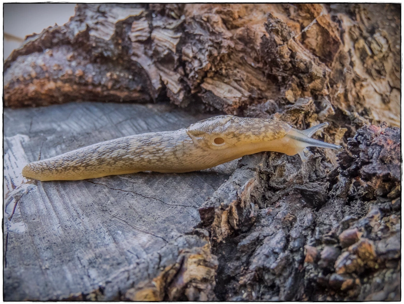 Подвальный слизень - Limacus flavus (https://www.flickr.com/photos/blamanti/32957723253/in/photolist-SdmWTP-2jDKwRX-SSdxro-2jtQUN6-dkkb3Q-2jtrHfb-R7Nh74-dkkhci-dkkfYF-dkkgXf-2k4fiGY-rLF4vH-2m6jkAV-6s8Upb-ft1w7y-2myGf7A-dkkgjT-dkki8m-MgeogC-Rjc2BA-bCbjmF-bpgqN1-do9jZZ-bpgrnW-UuEHyV-ZMF9hj-2ehU6Yv-dvJ3gP-dDK4w4-MbEcNB-22myFUd-2hRXw47-skXvTF-2iPLr8Y-F5qtb7-2mKJsqa-Dyj5CF-22myGou-F5qt4y-Dyj5Ke-PKZvSP-F5qtvq-aT9HfX-F5qtmN-2k356Hd-Dyj5S8-JguuCi-21QXGQv-GdNsdG-dvJ3Gt)