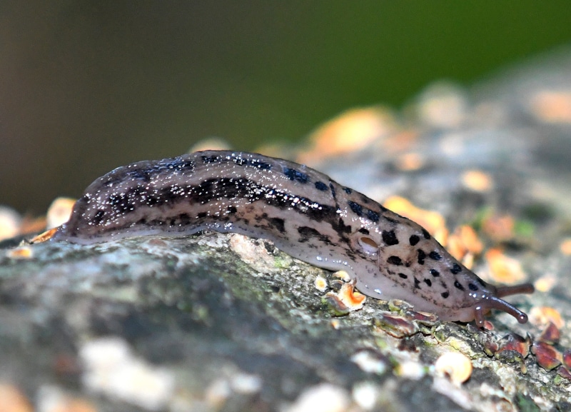 Леопардовый слизень - Limax maximus (https://www.flickr.com/photos/64892508@N06/40012525965/in/photolist-23XLDXk-2mkEEnN-nhYT3y-2mkzBYa-2kwSxxj-MRxEbi-JYrjHw-27dc519-rcVn85-2exJXin-p8fF1S-K1kREe-2mx6XhA-2mhkYgR-28PpDV2-2mjXzXp-oexdvp-2gQHAZ6-2fH5hwi-WvVmVR-pFx8K8-8wWD5J-wdm5TR-2j2TLiQ-U6jjS8-2nraFsW-2n6KEt1-VE5mpY-JR8vSw-2mkAX87-2n5pkrc-2k9aBhQ-2nfWTr9-2n52m6i-MJ5XW5-4mEvoV-2n6NfyG-2mbFTKi-DLd5iV-FC3ksL-Z2vx2w-LeeEde-2a3VVni-8SKdvp-LhYVMM-28ERXpB-2kTa6dJ-2mk3KEG-KcoZ3M-Fx2Z1y)