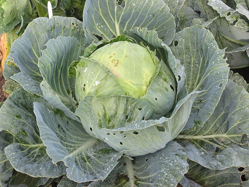 Капуста (https://commons.wikimedia.org/wiki/Brassica_oleracea#/media/File:Witte_kool.jpg)