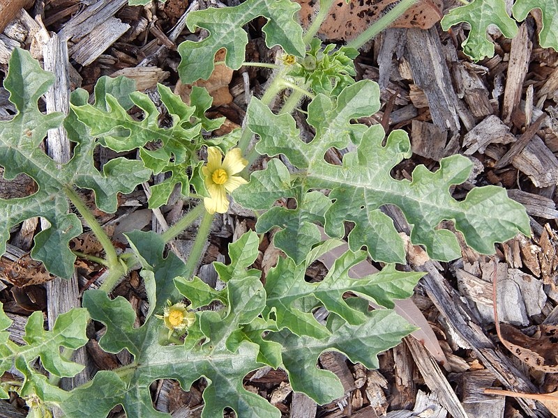 Цветение (https://commons.wikimedia.org/wiki/Category:Citrullus_lanatus#/media/File:Starr-140719-1087-Citrullus_lanatus-flower_and_leaves-Hawea_Pl_Olinda-Maui_(24948767350).jpg)