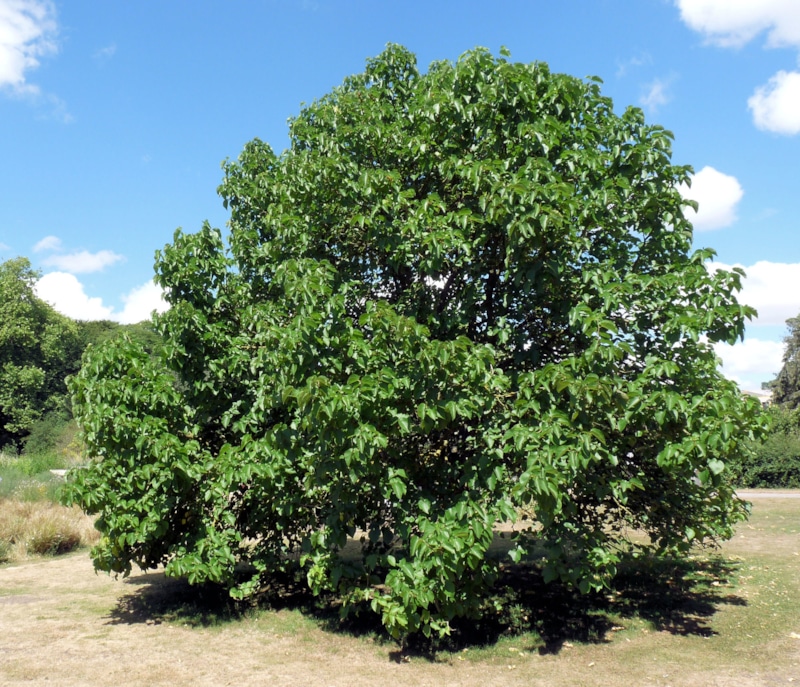 Дерево шелковицы (https://www.flickr.com/photos/hornbeam/4785464763/in/photolist-8hSKXa-oH4qzW-oqB7we-oH6o1M-oqAGyf-oqAnFr-PWueqG-oGPsB8-oqAVw9-oqAWmf-oqBdU4-2hwrsKt-oH4aM9-oqAuxT-oF4tBJ-oqATm7-9nuTvw-o1Ujhe-VV4x7r-83M2eU-9nrQNk-2jzgpsM-9Dkgcz-7WTuAN-Wo3P1D-7WQgsp-6WmTZY-6rqSYC-6aY2ZB-9UHHo9-bWAM7o-FSJxdT-2iYahmz-nJWGJR-nF7DyE-74dBwt-MZKaZs-74hxRw-9xv5fY-8HR7xv-GJRiZ1-bX67Tx-bmNeoC-6WmUrL-6WmPGd-6WhS48-pL1ctL-6WmVXG-p17je2-6WhVTp)