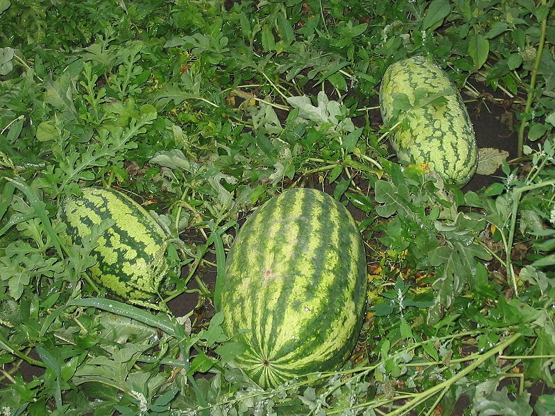 Арбузы (https://ru.wikipedia.org/wiki/Арбуз#/media/Файл:Watermelons1.JPG)