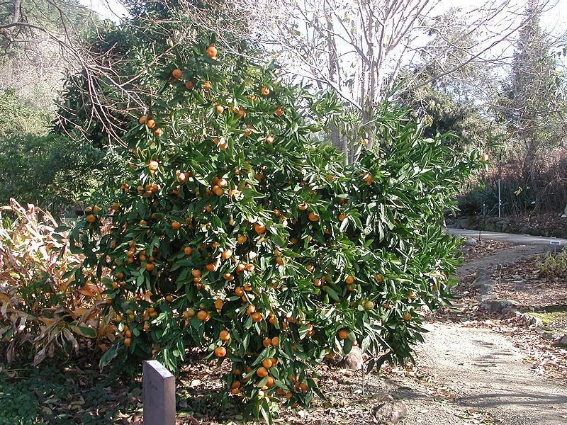 Мандариновое дерево (https://ru.wikipedia.org/wiki/Мандарин#/media/Файл:Mandarin_orange_tree.jpg)