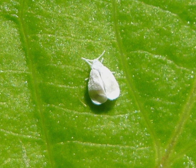 Белокрылка (https://commons.wikimedia.org/wiki/Category:Aleyrodidae#/media/File:Whitefly_sp._Aleyrodidae_-_Flickr_-_gailhampshire.jpg)