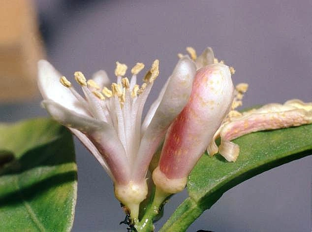 Цветок мандарина (https://commons.wikimedia.org/wiki/Citrus_reticulata#/media/File:Citrus_reticulata_flower.jpg)