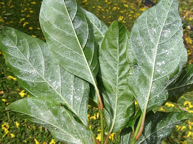 Колония белокрылок (https://commons.wikimedia.org/wiki/Category:Aleyrodidae#/media/File:Gold_Tree,_Primavera_(Roseodendron_donnell-smithii)-_Whiteflies_(27921838602).jpg)