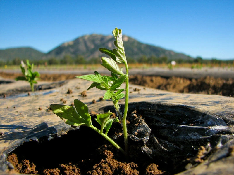 Помидор в открытом грунте (https://commons.wikimedia.org/wiki/Solanum_lycopersicum#/media/File:Tomato_plant_1000x750.jpg)