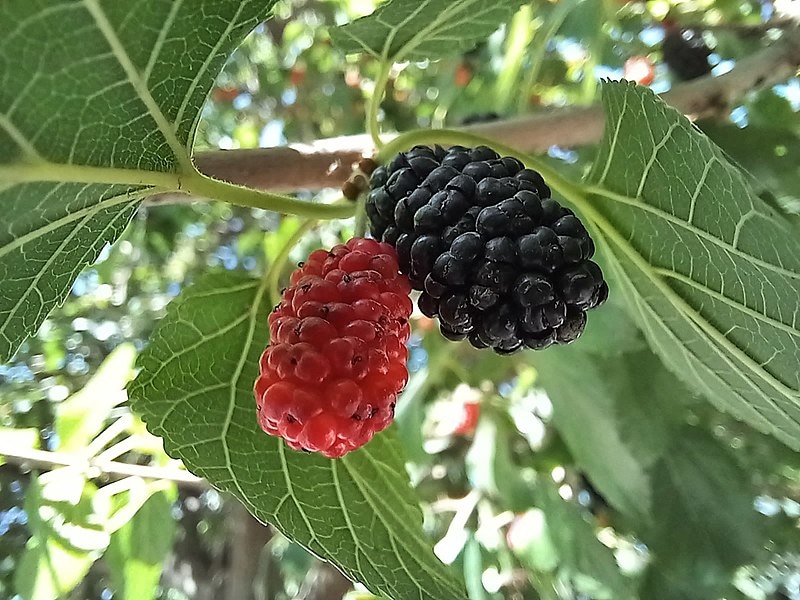 Черная шелковица (https://ru.wikipedia.org/wiki/Шелковица#/media/Файл:Morus_nigra_(fruit)_-_Samarkand_June_2022.jpg)