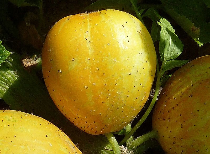 Лимонный огурец (https://commons.wikimedia.org/wiki/Cucumis_sativus#/media/File:Komkommer_(Cucumis_sativus_'Gele_Tros').jpg)