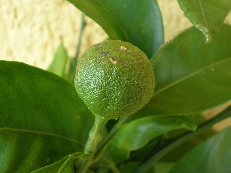 Плод мандарина (https://commons.wikimedia.org/wiki/Citrus_reticulata#/media/File:Mandarina2.jpg)