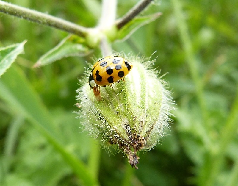 Божья коровка (https://commons.wikimedia.org/wiki/Category:Coccinellidae#/media/File:Adulto_di_Harmonia_axyridis_("Coccinella_asiatica").jpg)